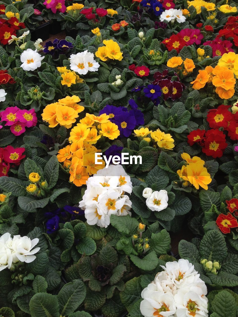 High angle view of primula flowers blooming on plants