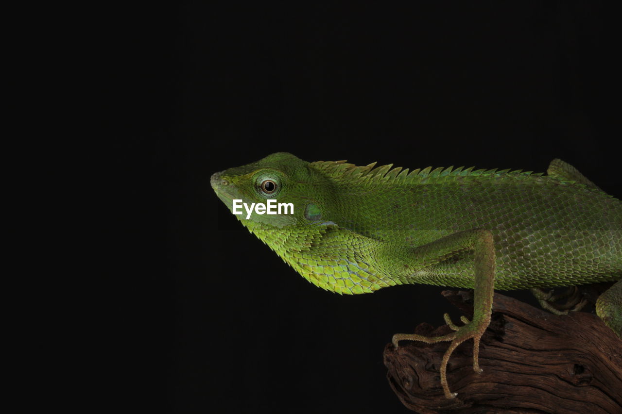 animal themes, animal, one animal, animal wildlife, lizard, reptile, black background, green, no people, wildlife, anole, chameleon, animal body part, side view, studio shot, branch, nature, close-up, tree, copy space, common chameleon, indoors