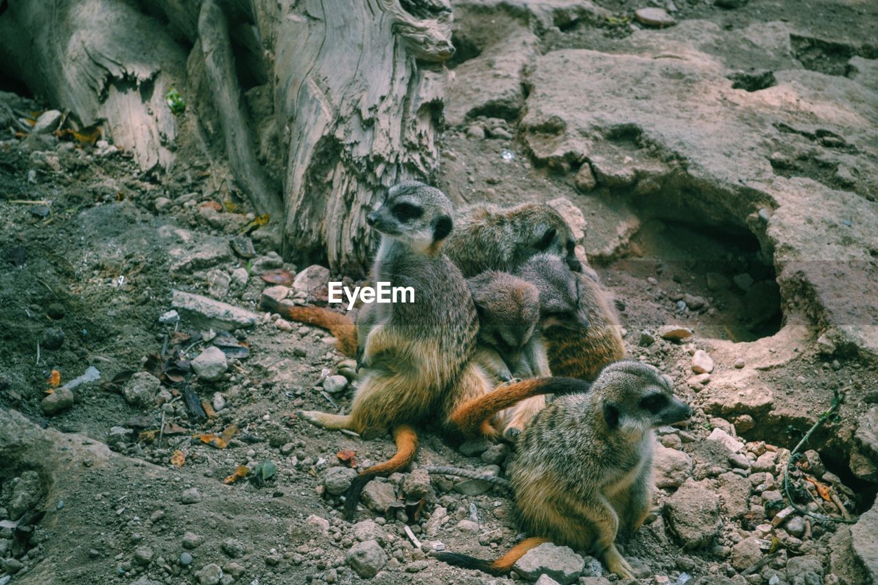 Meerkats at zoo