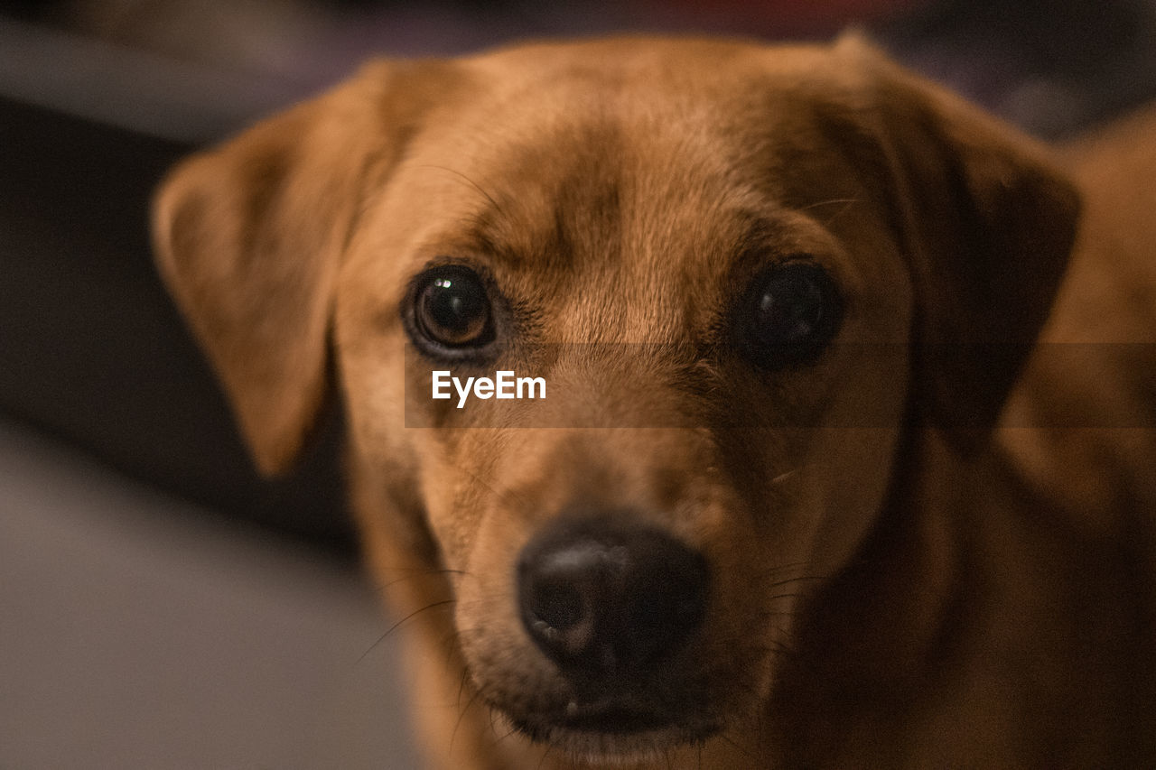 CLOSE-UP PORTRAIT OF DOG WITH EYES