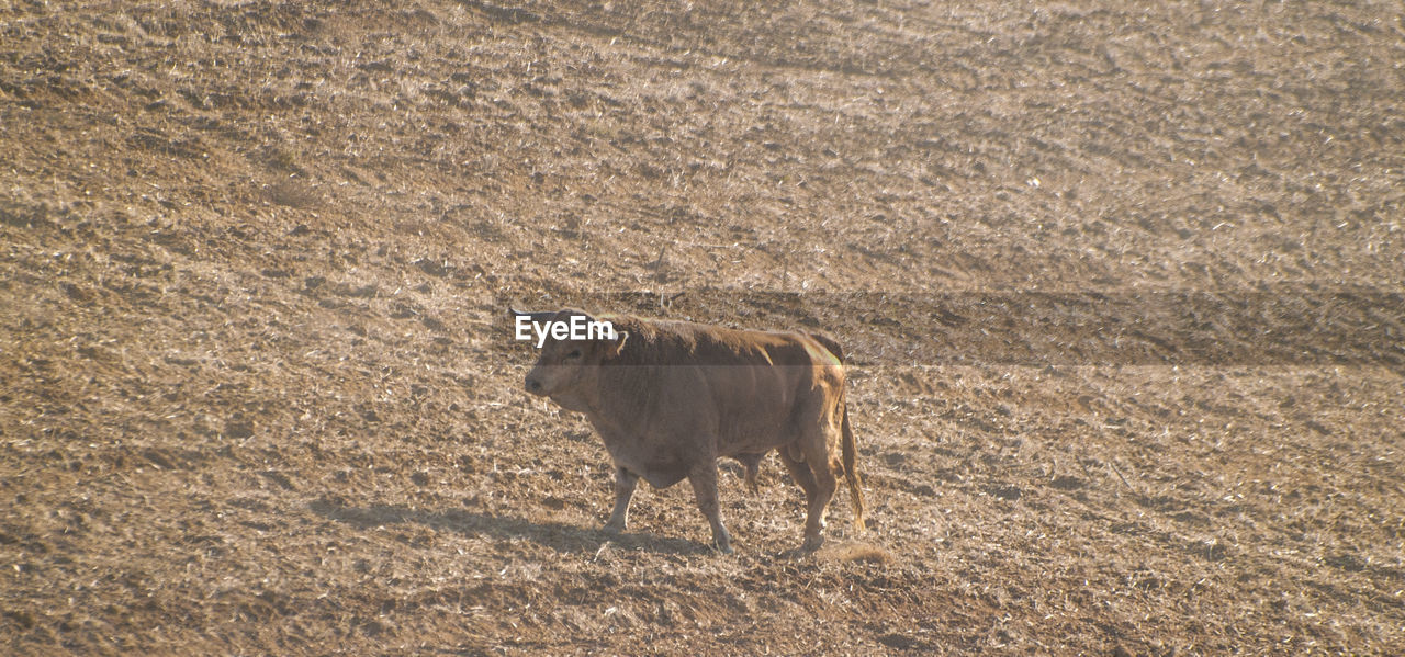 HORSE STANDING IN FIELD