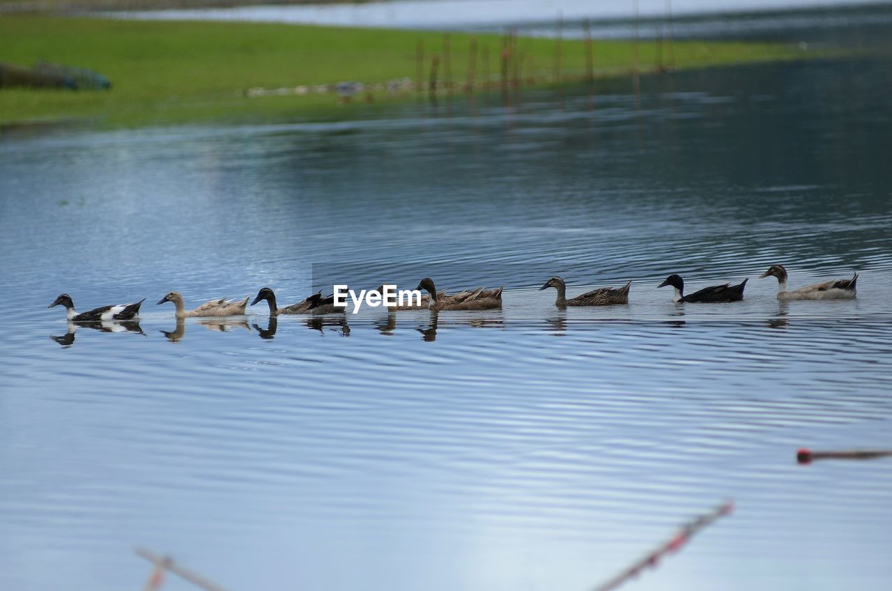 Birds swimming on lake