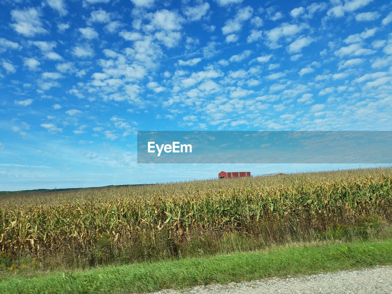 AGRICULTURAL FIELD AGAINST SKY