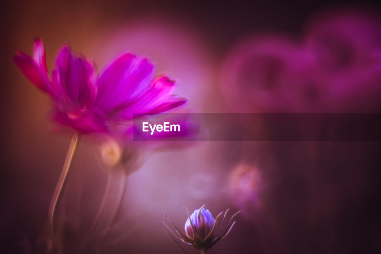 CLOSE-UP OF PINK FLOWER AGAINST BLURRED BACKGROUND