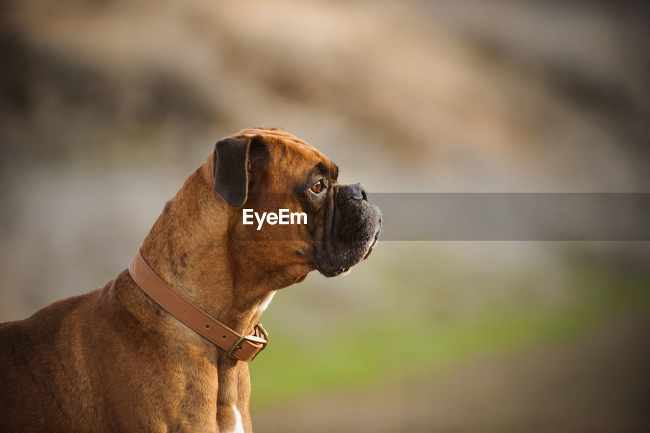 Close-up of dog outdoors