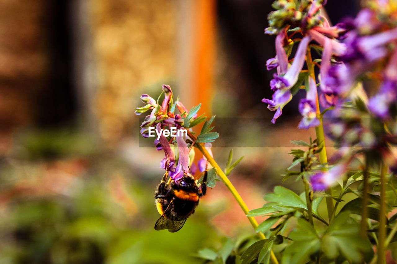 CLOSE-UP OF BEE ON FLOWER