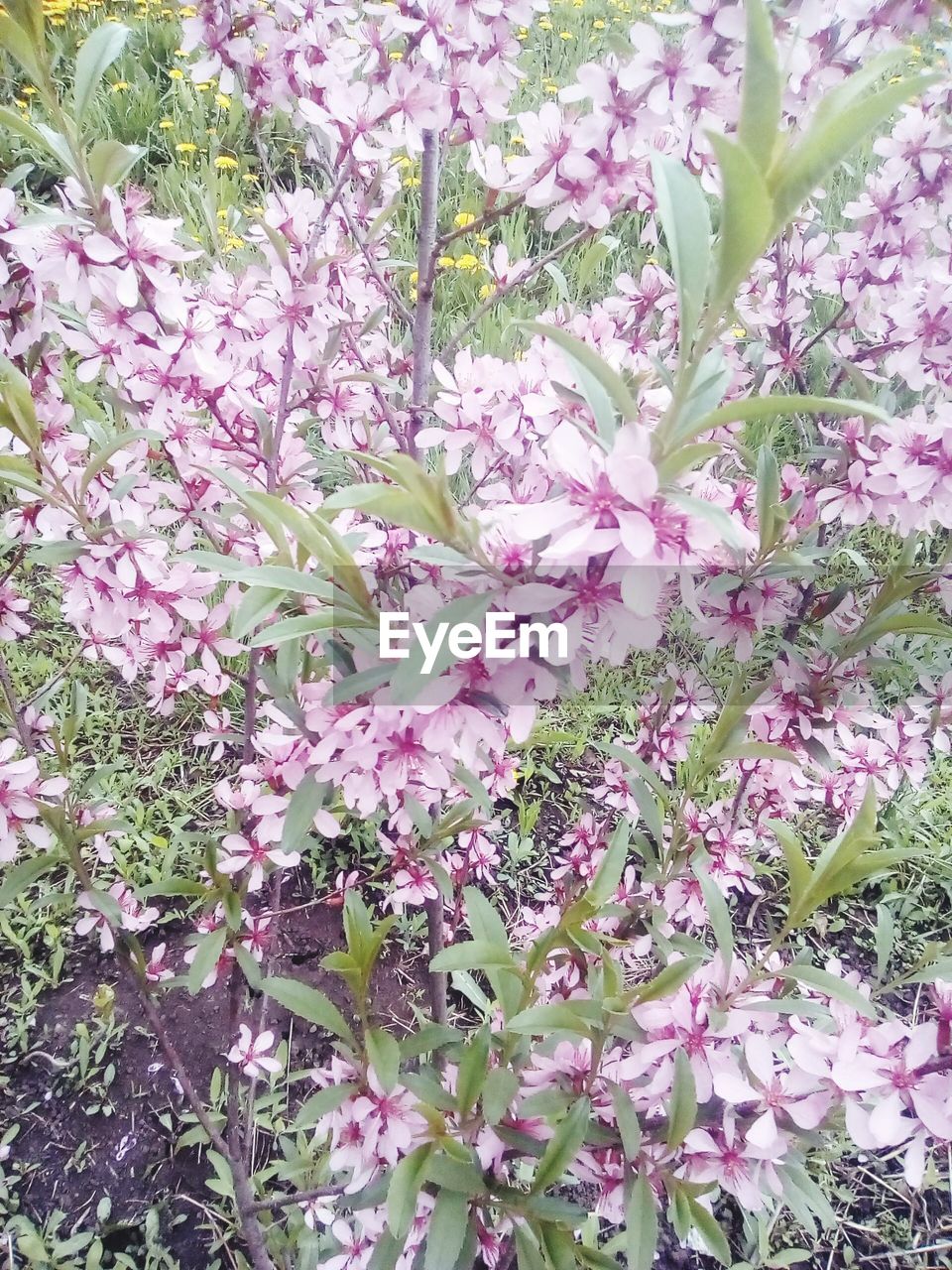 PINK FLOWERS BLOOMING ON TREE