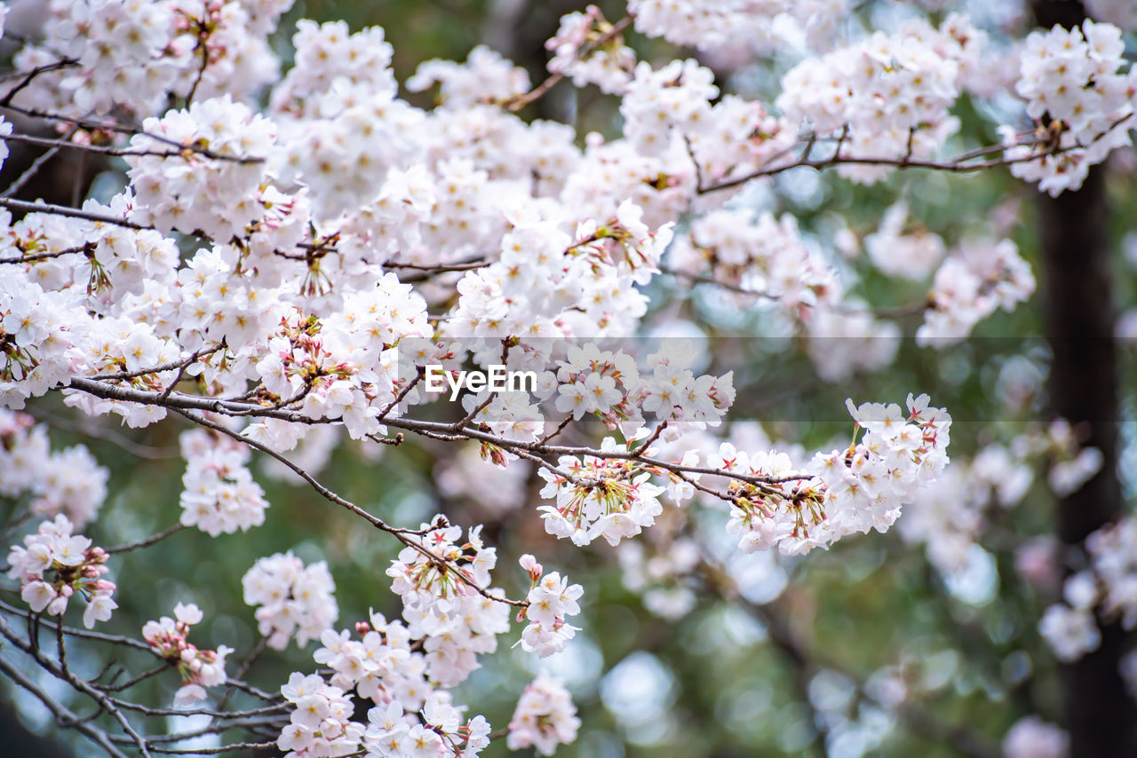 CLOSE-UP OF WHITE CHERRY BLOSSOM