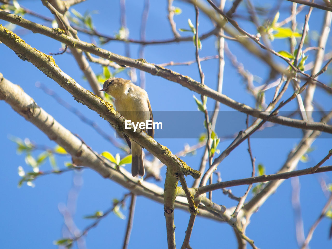 LOW ANGLE VIEW OF BIRD PERCHING ON BRANCH AGAINST SKY