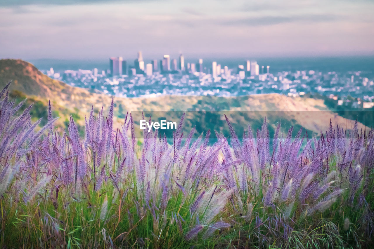 Purple flowering plants in city against sky