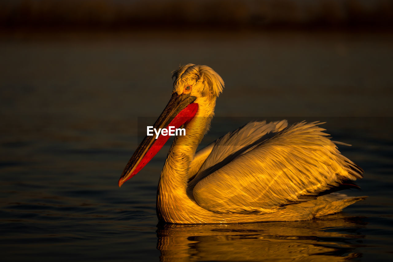 close-up of pelican in lake