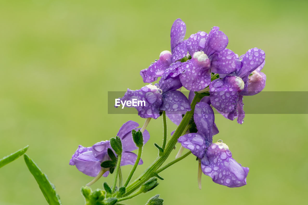 Close up of purple nemesia flowers in bloom