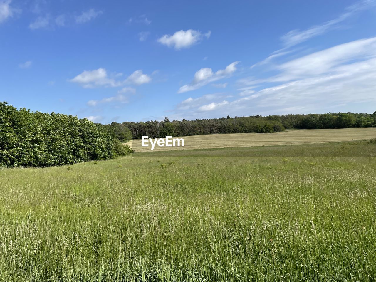 FIELD AGAINST SKY