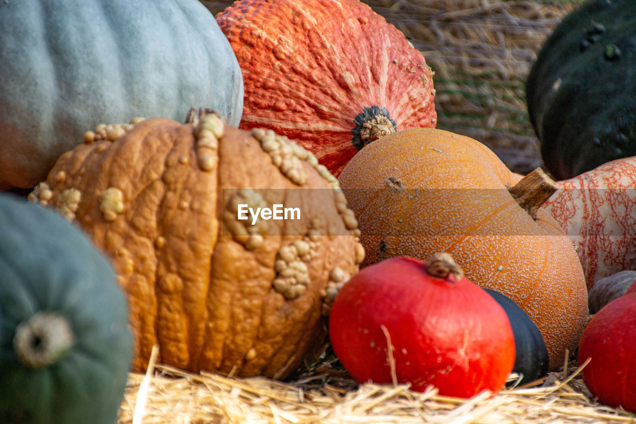 Close-up of pumpkins in market