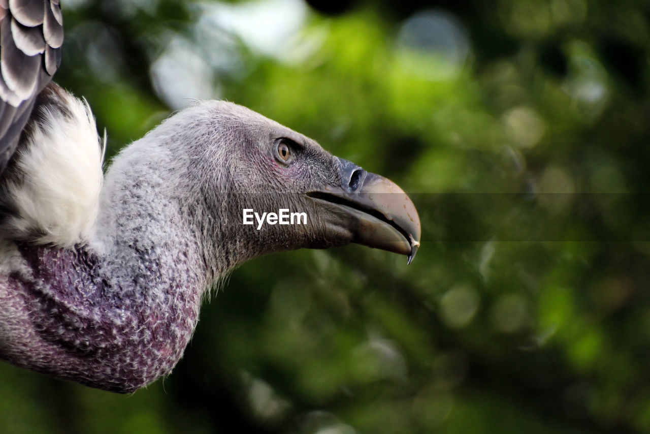 CLOSE-UP OF BIRDS