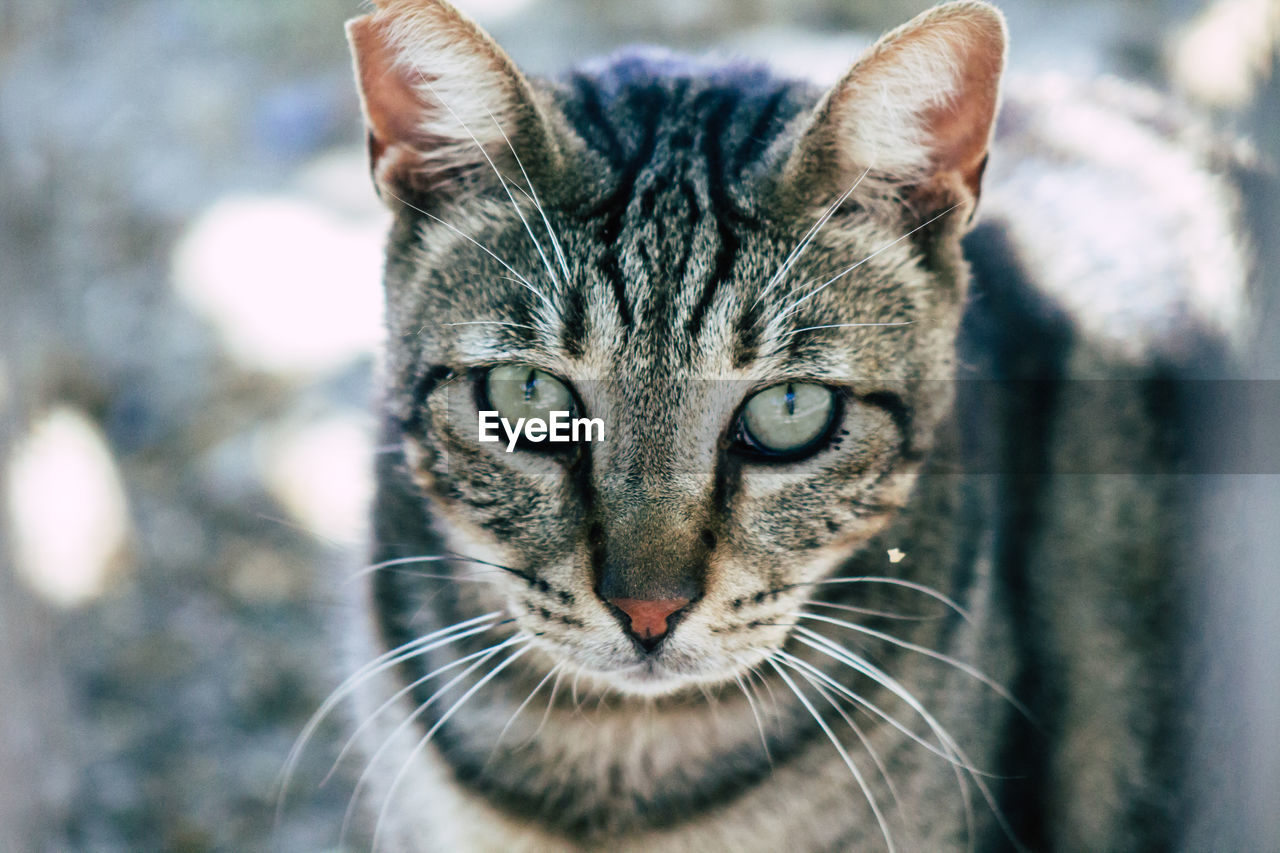 CLOSE-UP PORTRAIT OF TABBY CAT