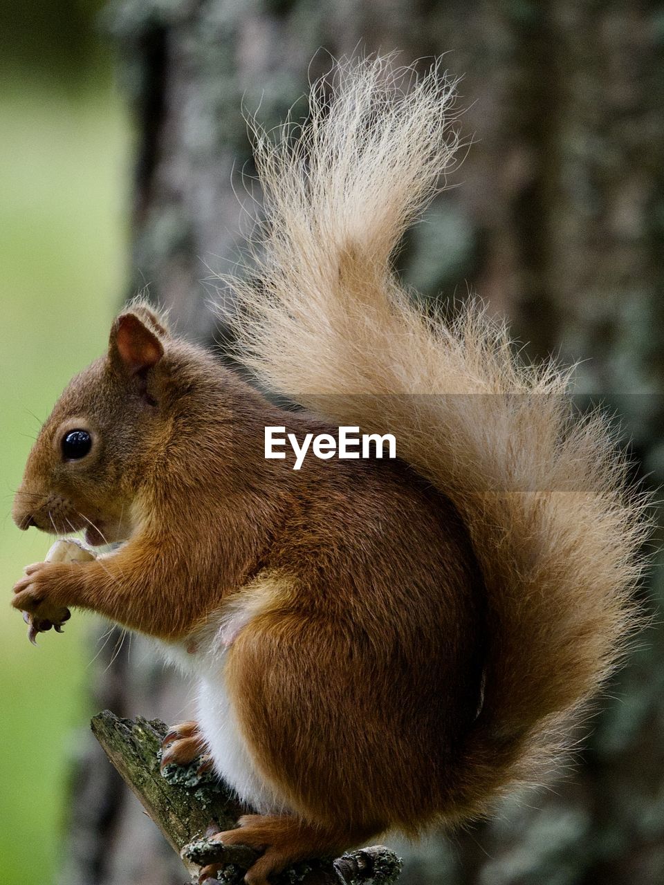 animal, animal themes, squirrel, animal wildlife, one animal, mammal, wildlife, rodent, nature, whiskers, tree, no people, animal hair, tail, forest, cute, eating, close-up, outdoors, nut, chipmunk, brown, profile view, food, land, side view, nut - food, branch, plant