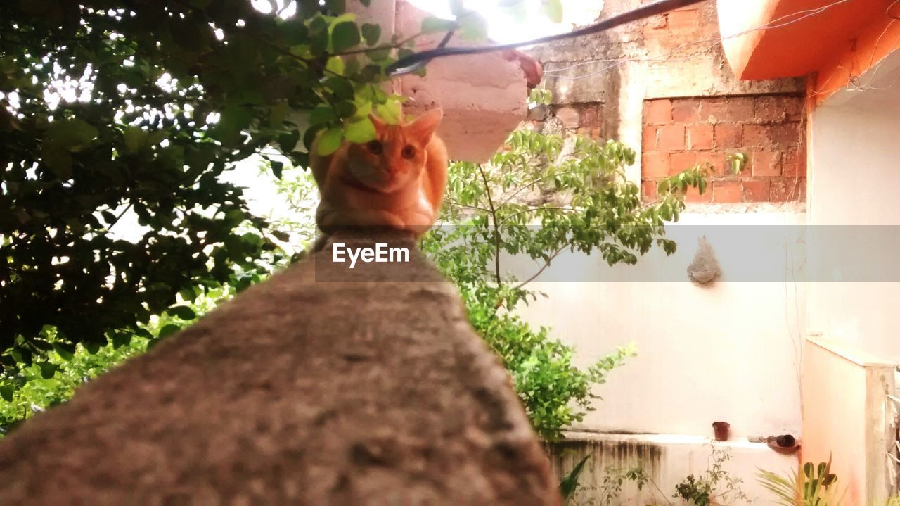 CLOSE-UP OF CAT AMIDST PLANTS AGAINST TREES