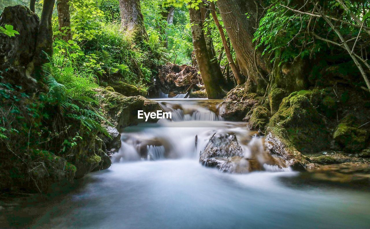 VIEW OF WATERFALL IN FOREST