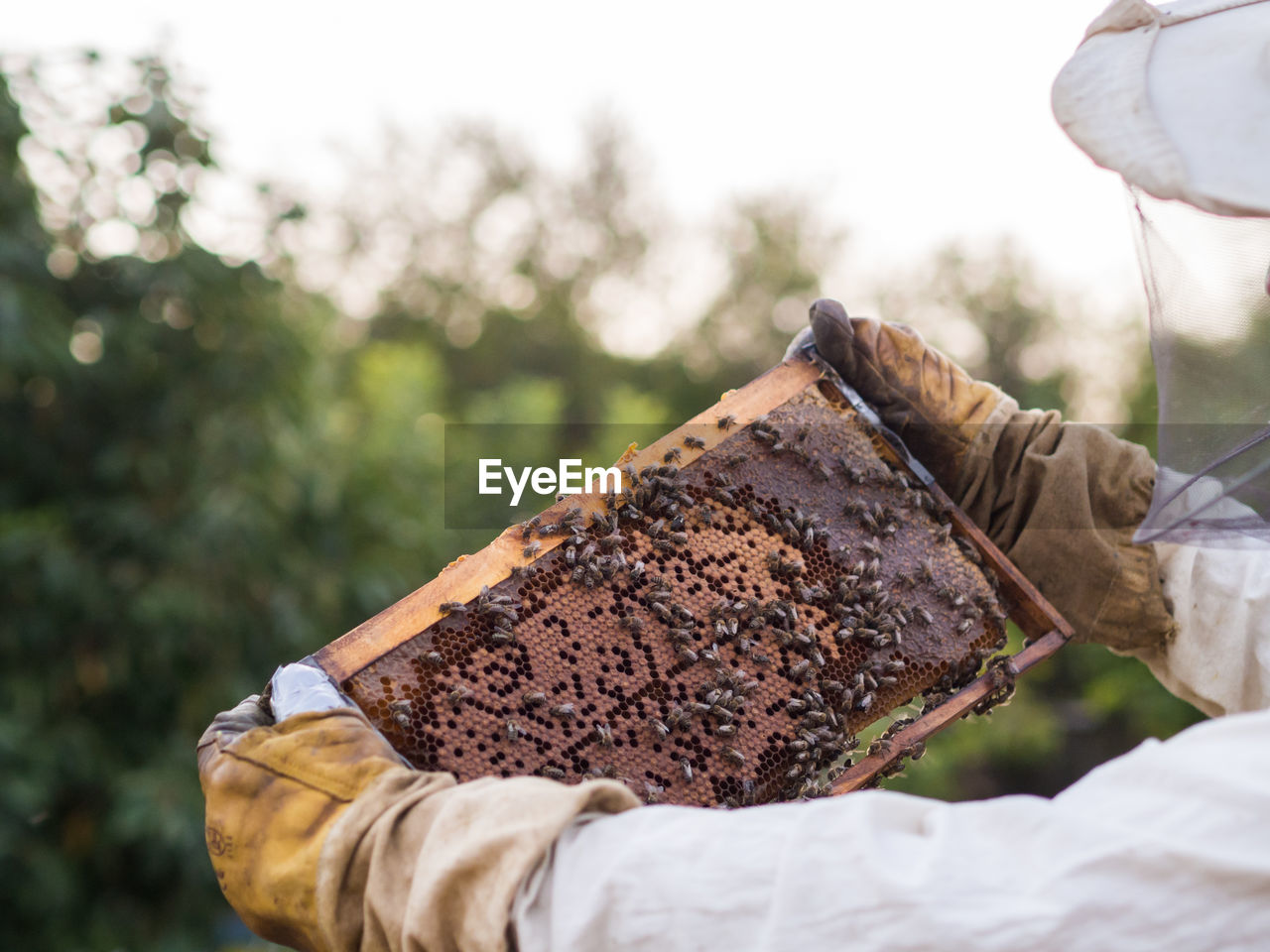 Cropped hands of beekeeper holding beehive