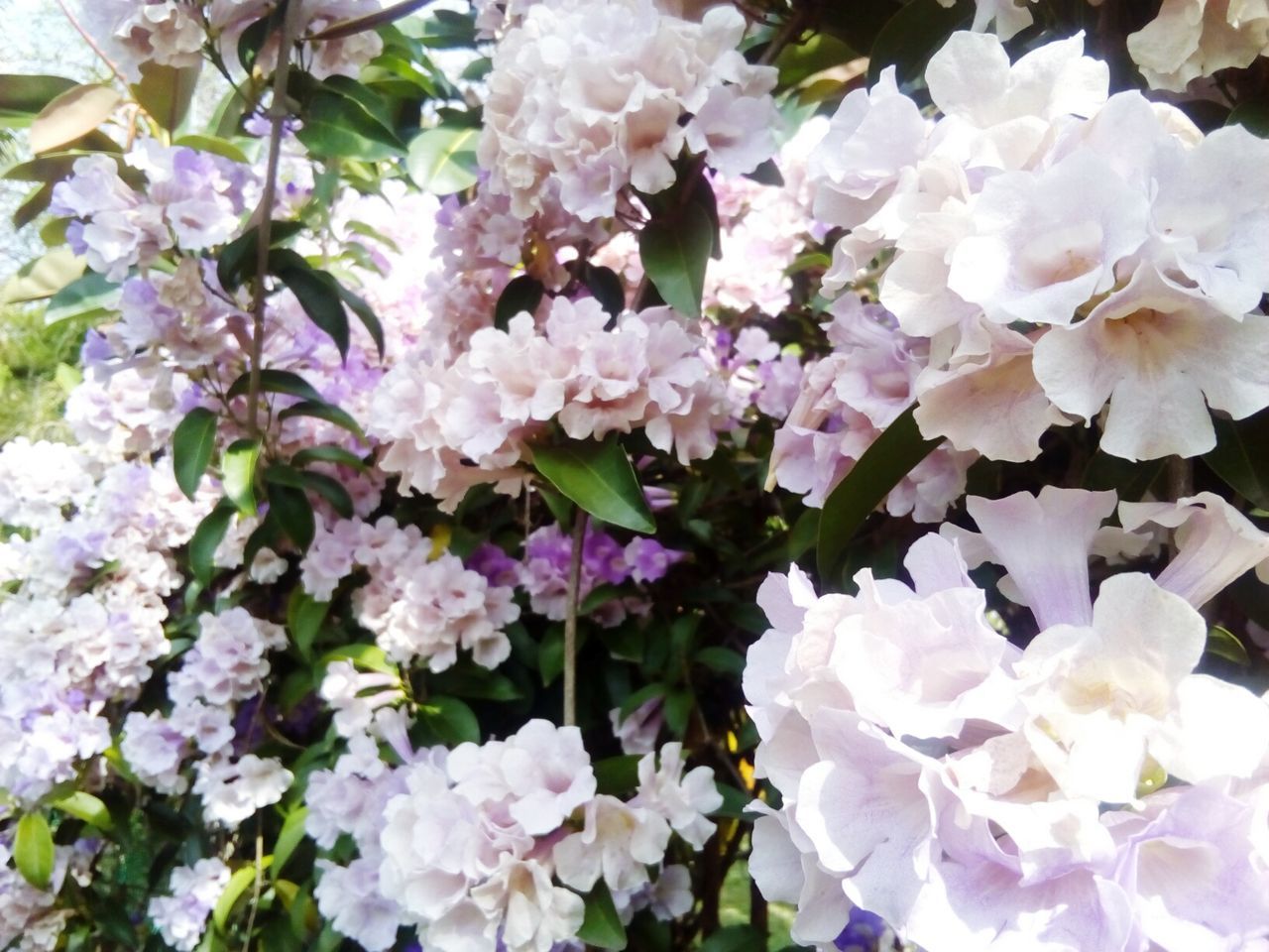 CLOSE-UP OF FLOWERS BLOOMING OUTDOORS