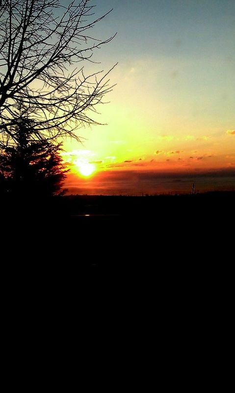 SILHOUETTE TREES AT SUNSET