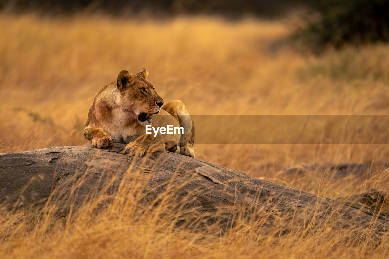 lioness sitting on rock in forest