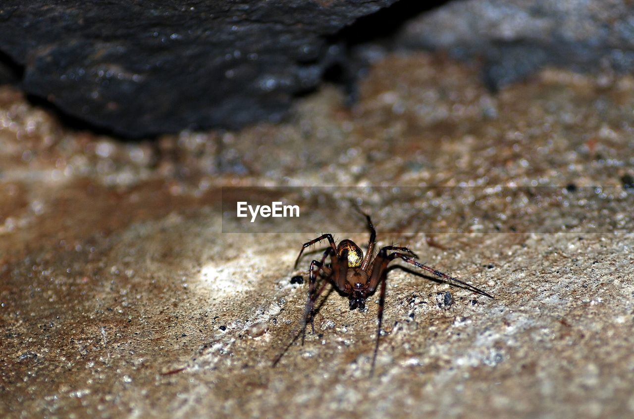 CLOSE-UP OF INSECT ON GROUND