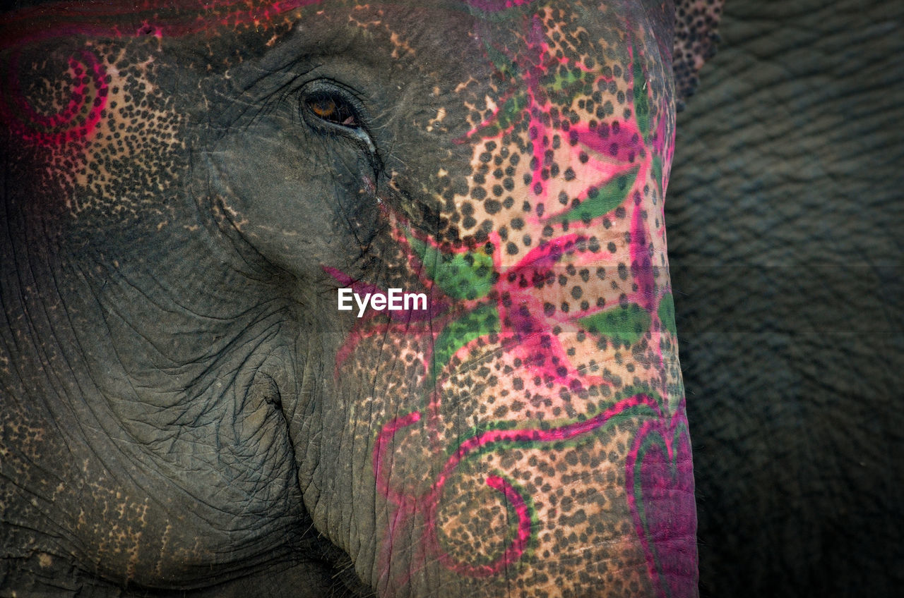 CLOSE-UP OF ELEPHANT WEARING ANIMAL