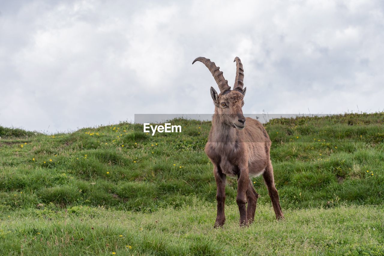 VIEW OF HORSE ON FIELD