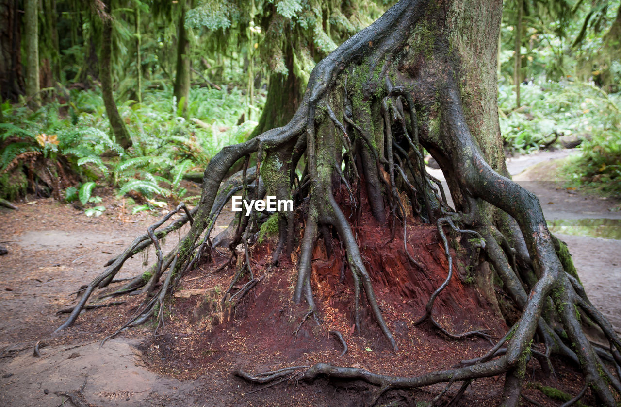 Close-up of tree trunk in forest