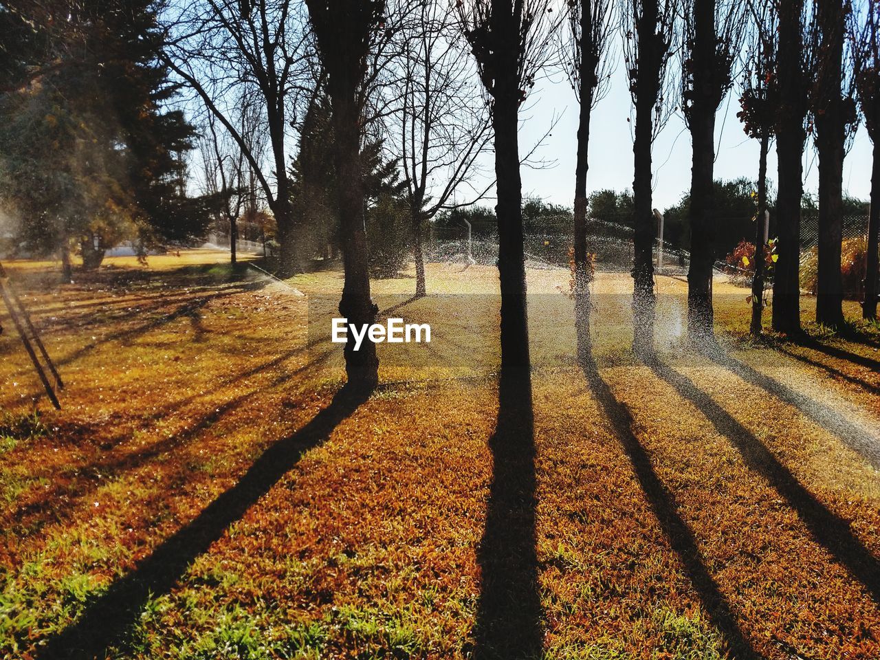 TREES ON FIELD IN FOREST