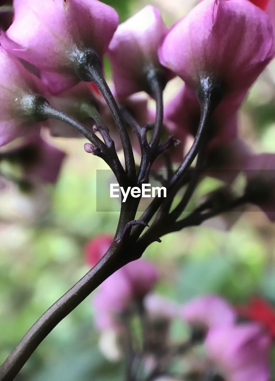 Close-up of flower against blurred background