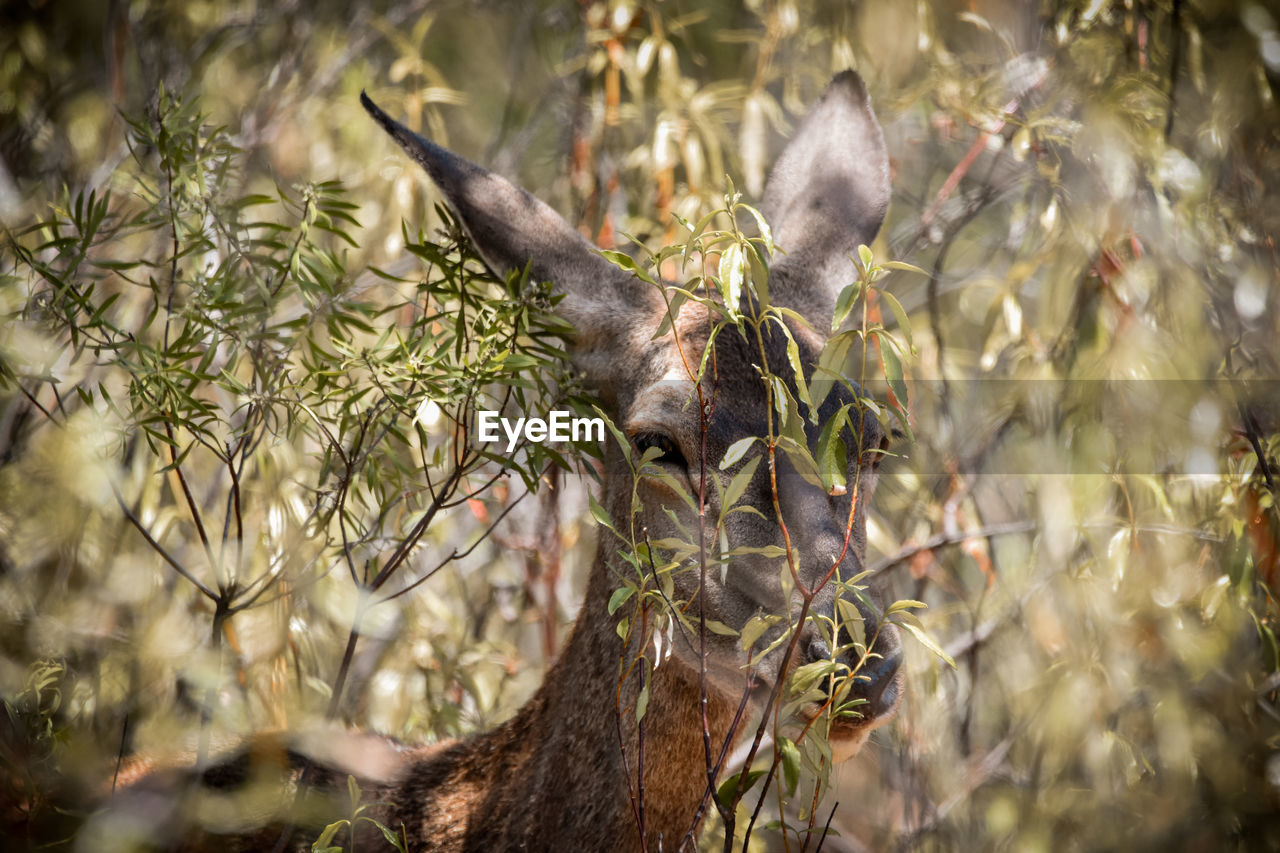 VIEW OF DEER ON PLANTS