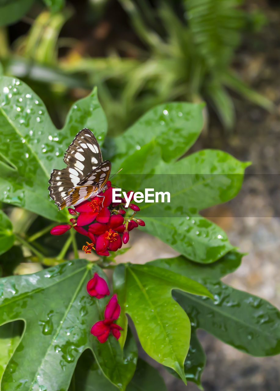 High angle view of butterfly pollinating on red flowers