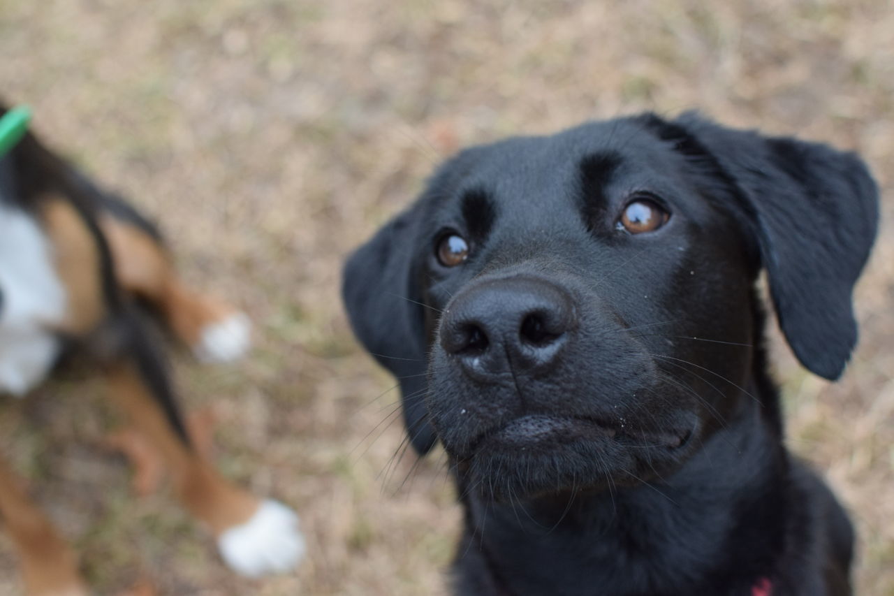 Close-up portrait of black labrador dog