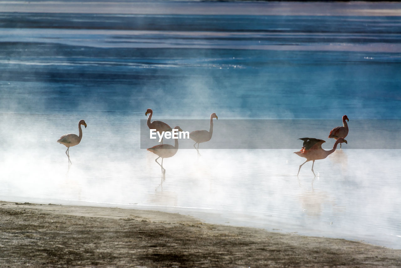 Flamingoes in laguna colorada
