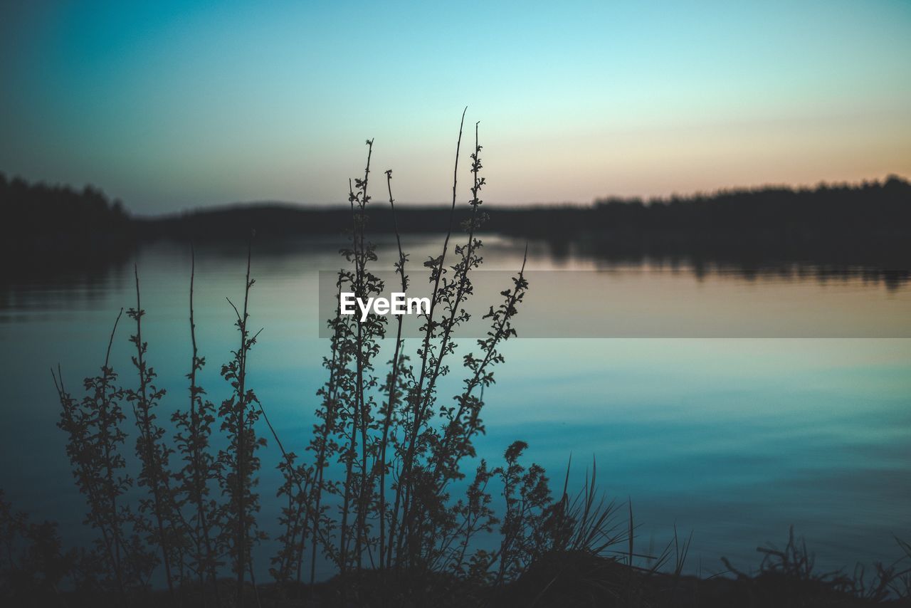 Silhouette plants by lake against sky during sunset