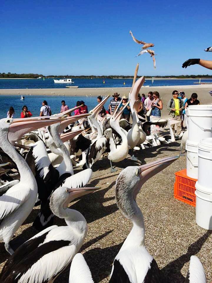 CLOSE-UP OF SEAGULLS ON WALL