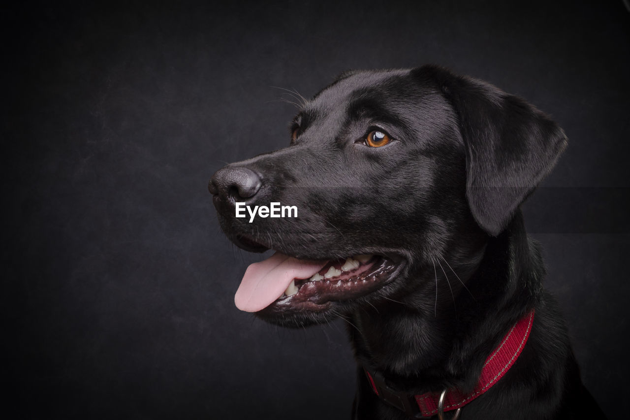 one animal, dog, canine, animal themes, pet, animal, domestic animals, mammal, black, labrador retriever, studio shot, animal body part, collar, pet collar, black background, looking, retriever, indoors, animal head, facial expression, portrait, looking away, sticking out tongue, black labrador, no people, close-up, animal tongue, animal mouth, cute