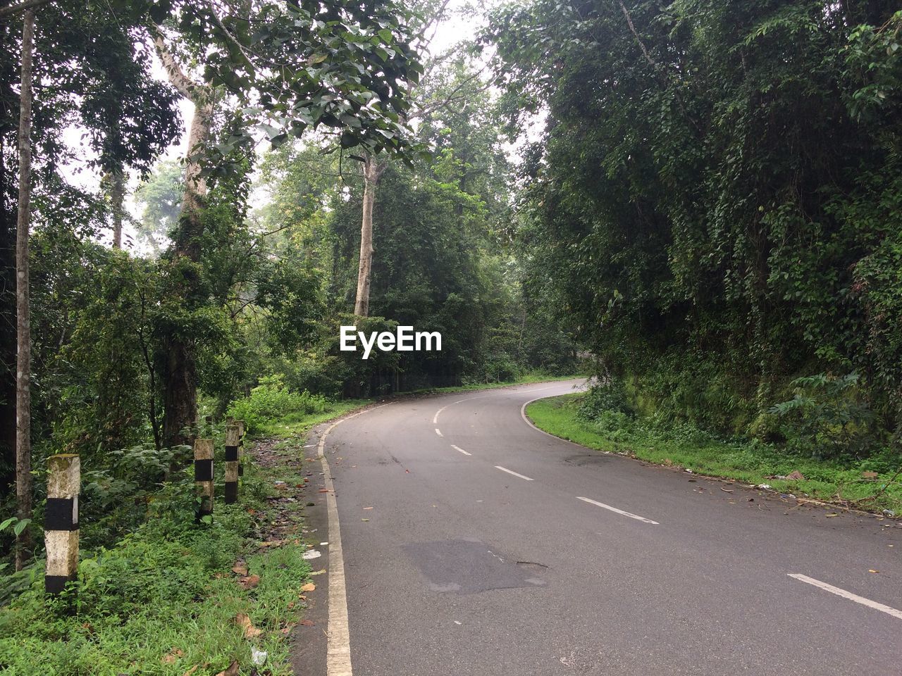 Trees growing by empty road