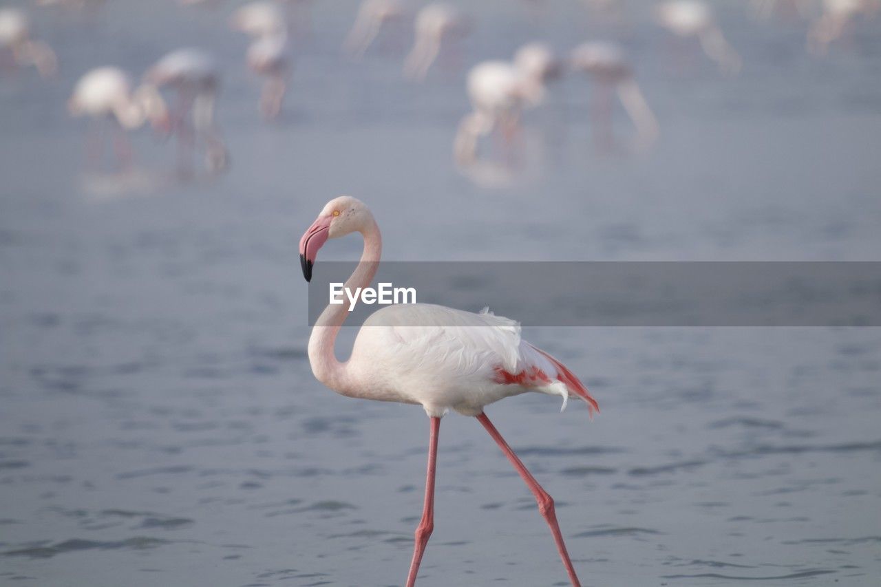 animal themes, animal, animal wildlife, wildlife, bird, water, flamingo, beak, nature, sea, water bird, one animal, pink, no people, travel destinations, day, full length, focus on foreground, side view, standing, wading, animal body part, outdoors, beauty in nature, beach