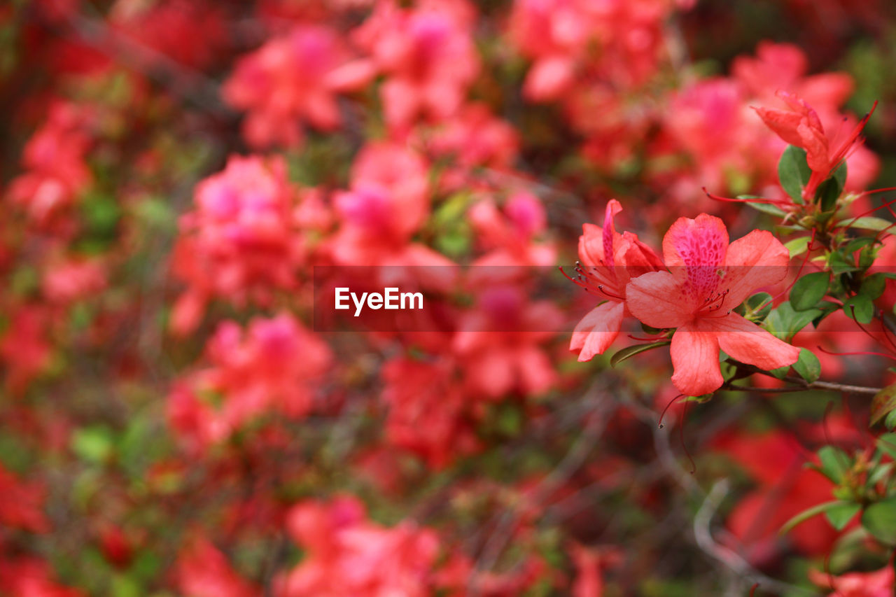 Close-up of pink flowering plants