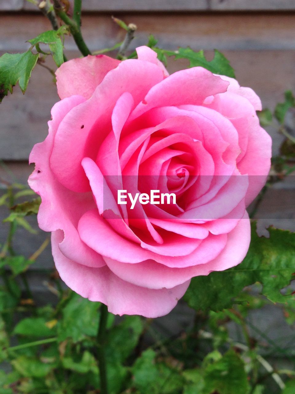 CLOSE-UP OF PINK ROSES