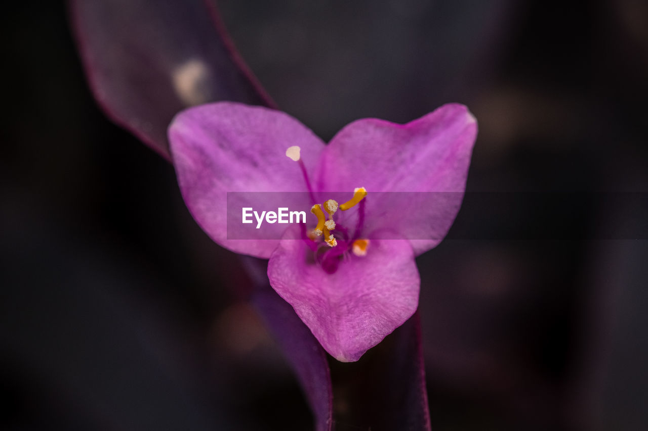 Close-up of pink crocus flower