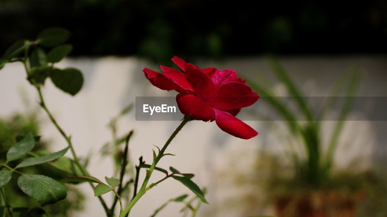 CLOSE-UP OF RED FLOWER