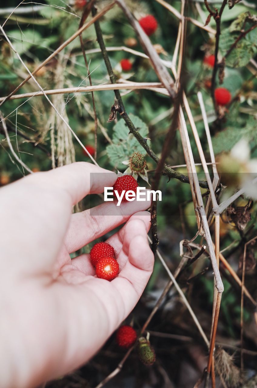 Cropped hand picking red fruits