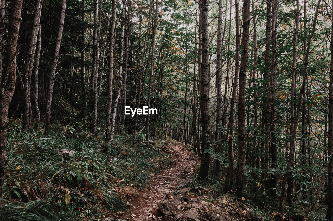 View of trees in forest