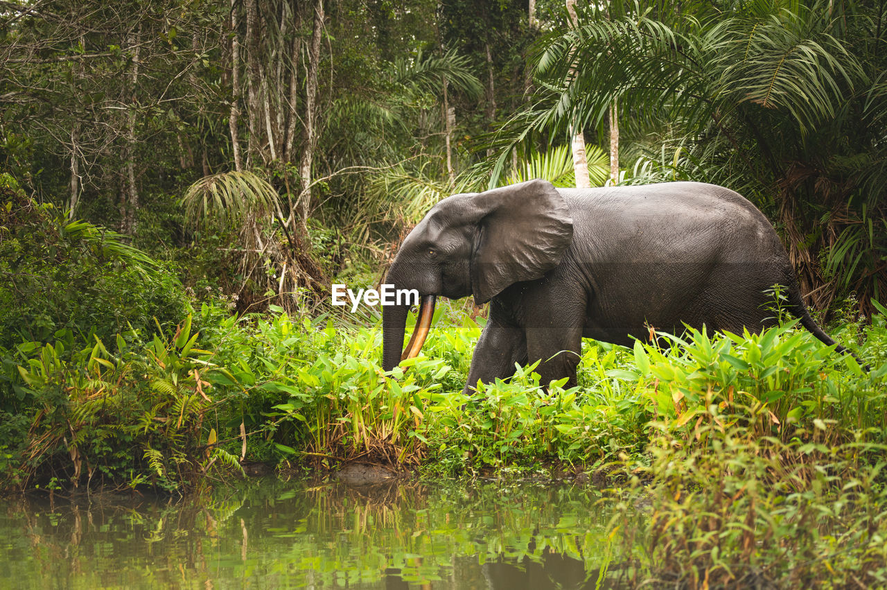 African forest elephant loxodonta in loango nationa park, gabon, africa