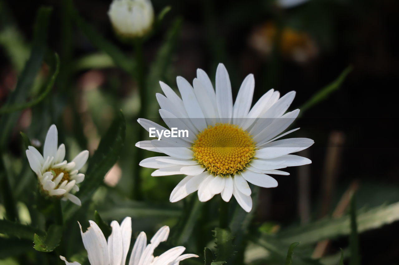 CLOSE-UP OF WHITE DAISY